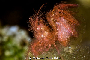 Hairy shrimp details. Nikon D7100+ Nikkor 105 + Nauticam SMC by Mehmet Salih Bilal 